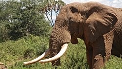 Filleri Olmayan Bir Fildişi Sahili mi? Afrika Orman Filleri, Fildişi Sahili'nde Kitlesel Olarak Yok Oluyor!