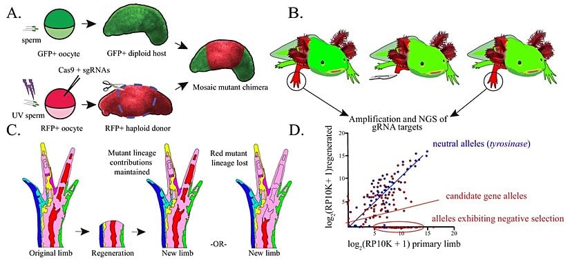 (A) Haploid-diploid kimera (İng. chimaera; birden fazla farklı genotip içeren hücrelerden oluşan tek bir organizma) oluşumunun şematiği. (B) Çocuk kimerik aksolotların orijinal ve tamamen yeniden oluşturulmuş haploid uzuvlarından DNA ekstrakte edildiğini gösteren şematik. (C) Mutant hücrelerin orijinal ve yenilenmiş uzuvlara katkısını gösteren şematik. (D) Nötr bir genin mutant alelleri; tirozinaz (mavi), orijinal ve yenilenmiş uzuvlar arasında korunur. Rejenerasyon için gerekli olan mutajenize edilmiş genler (kırmızı) alel sıklığında bir azalma veya yeniden oluşmuş uzuvdaki alellerin tamamen kaybını gösterecektir.