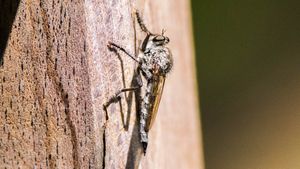 Suikastçi Sinekler (Asilidae)