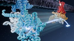 Bilim İnsanları, Morfin Reseptörünün Ağrıyı Nasıl Engellediğini Atomik Düzeyde Görüntüledi.