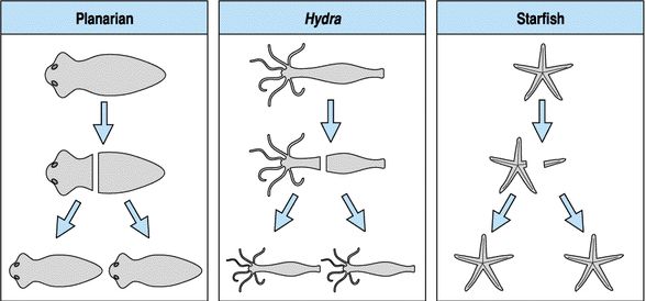 sırasıyla Planarya, Hidra ve deniz yıldızı üzerinde rejenerasyon.