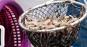 Illinois Restaurants Serve Up Unique Valentine’s Day Surprises