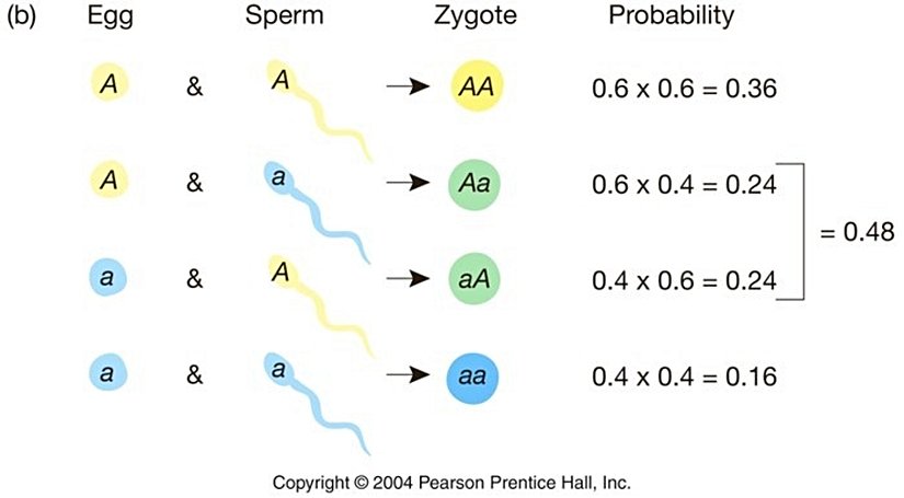 p = 0.6  q = 0.4                                                                                                                                                                                  Bu koşullarda başlayan popülasyondan doğabilecek zigotların genotip frekansları...