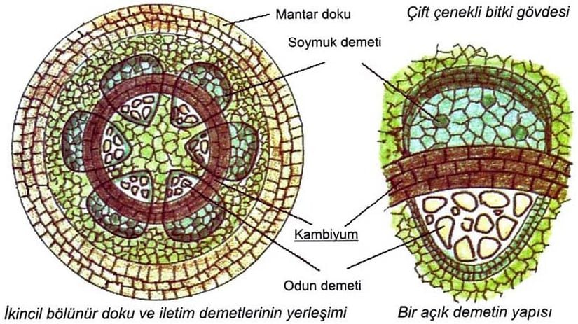 Demet kambiyumunun yapısı.