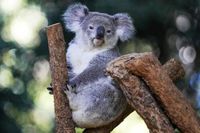 Australia approves world-first vaccine to save koalas from chlamydia - WXXV News 25
