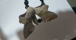 Kelebek var 2 gündür boş boş bakınıyor neden? Neyi var? Ne yer?