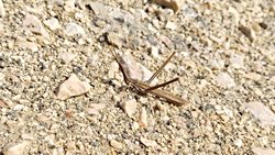 Çin çekirgesi (Acrida Cinerea)