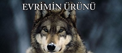 Evrim vs. Akıllı Tasarım