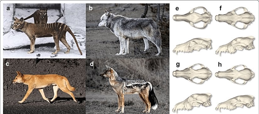 a, e: Tazmanya kaplanı (Thylacinus cynocephalus)   b, f: Gri kurt (Canis lupus)   c, g: Dingo (Canis lupus Dingo)  d,h: Çizgili çakal (Lupulella adusta)   Tazmanya kaplanının Canidae ailesi ile benzer kafatası