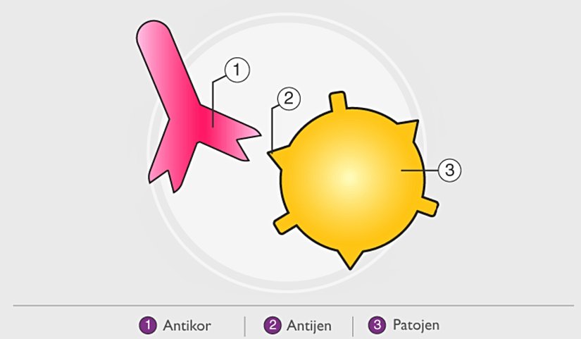 Şekil 2. Antijenler ve Antikorlar