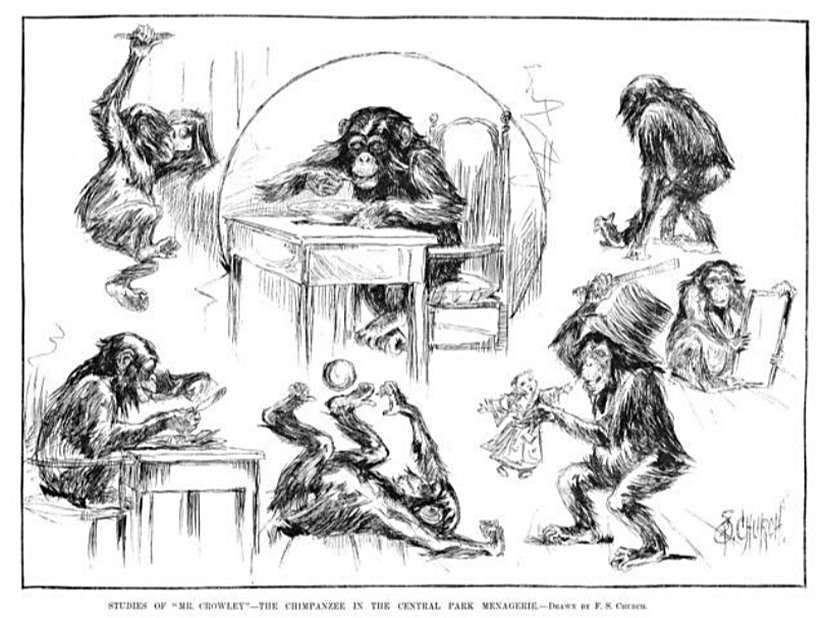 Menagerie Parkındaki Şempanze - Frederick Stuart Church ( The Chimpanzee in the Central Park Menagerie)