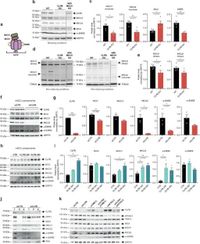 Dependence of mitochondrial calcium signalling and dynamics on the disaggregase, CLPB - Nature Communications