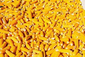 Ukraine Sees Surge In Corn Exports Amid Economic Recovery