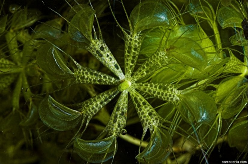 Suçarkı. Üzerinde bulunan neredeyse şeffaf kapanlar ve tüycükler avları yakalamaya kolaylık sağlar.
