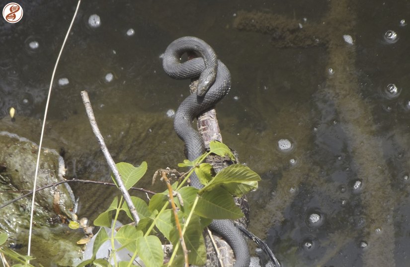 Yetişkin birey, Balıkesir/Savaştepe.
