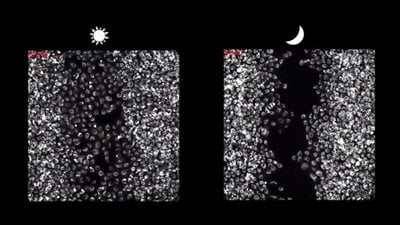 Fibroblastlar Yara İyileşmesinde Gündüzleri Daha Aktif!