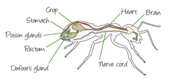 Karınca anatomisi