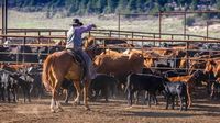 Wyoming Ranchers Cheer Trump’s Meat Packer Probe, Say Don’t Stop There