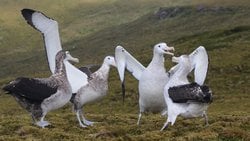 Albatroslar Arası 