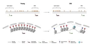 Study Links Sleep Disorders To Faster Biological Aging Processes