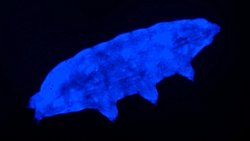 Yeni Keşfedilen Tardigrad Türü, Ölümcül UV Radyasyonundan Kurtulmak İçin Flüoresan "Kalkan" Kullanıyor!