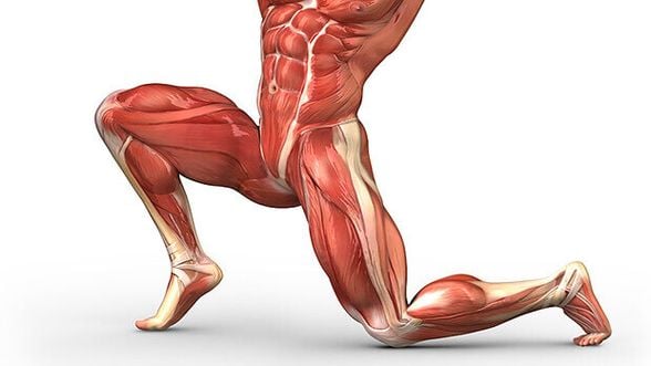 Hip Flexors