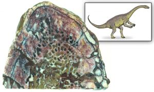 Revealing Ancient Biology Through Preserved Dinosaur Vessels