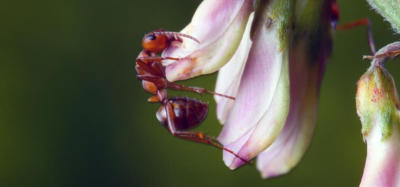 Dicrocoelium dendriticum ile enfekte karınca (Karıncalar sümüksel yumakları yemeye bayılırlar ancak sonrasında Dicrocoelium ile enfekte olurlar. Sindirim sisteminde ve daha sonrasında karın boşluğu organlarında bulunan parazitlerin bir kısmı karıncanın beynine göç eder ve karıncayı (ikinci arakonağını) kontrol edebileceği bir zombiye dönüştürür. Karıncanın beynine yerleşen bu parazitler karıncanın davranışlarını manipüle ederek bitkilerin tepelerine tırmanmasını sağlar. Otlayan bir hayvan otla birlikte enfekte karıncaları da yiyecek ve böylece Dicrocoelium sonkonağına ulaşmış olacaktır.)