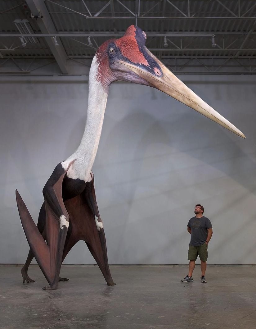 Bir Quetzalcoatlus'un insana göre boyutları.