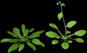 Discovering How Plants Disassemble Stress Granules After Heat Stress