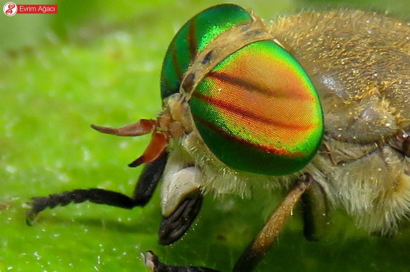 Tabanus promesogaeus türü, (Bartın/Ulus).