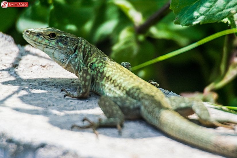 Gözlem sırasında ters ters bakarken.