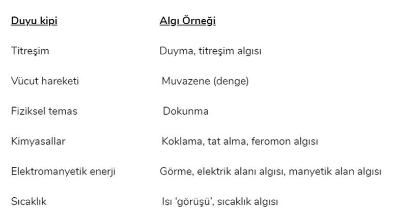 Tablo 1: Farklı duyu kiplerinden bazı örnekler. Her kip için, o kipi kullanan duyu sistemlerinden bazı örnekler belirtilmiştir.