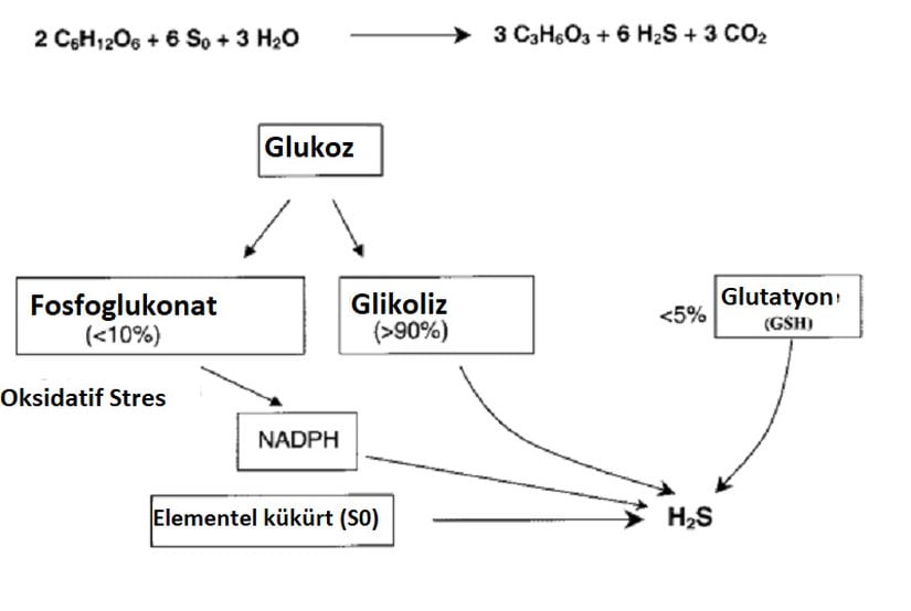 H2S molekülünün endojen biyosentez mekanizması