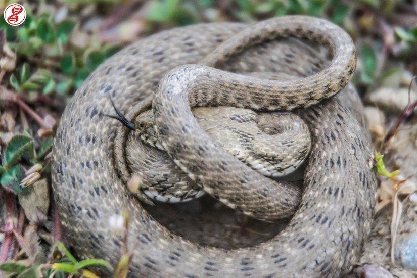 Yavru bireyin savunma pozisyonu, Zonguldak/Filyos.
