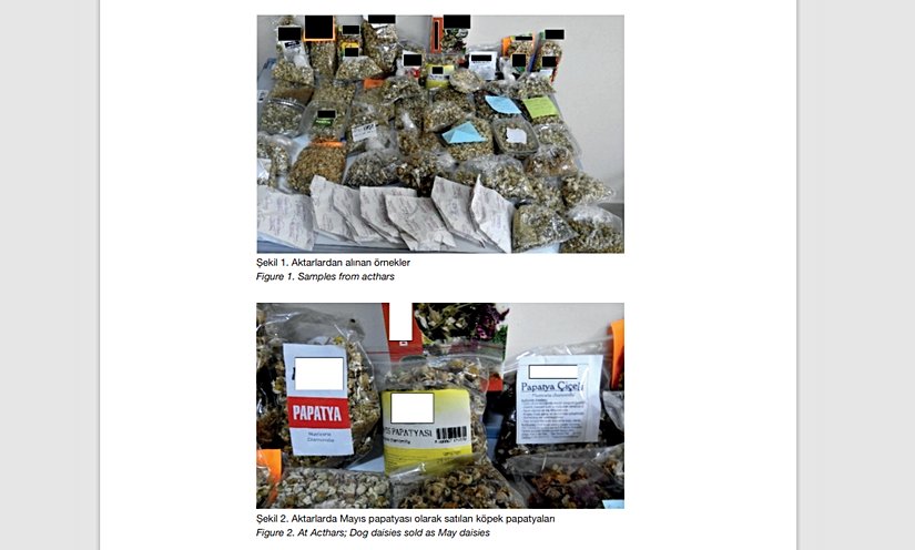 Aktarlardan alınan örnekler-Aktarlarda Mayıs papatyası olarak satılan köpek papatyaları