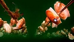 Japon Yöntemiyle Yetiştirilen Deniz Tarağı Daha Büyük Oluyor!