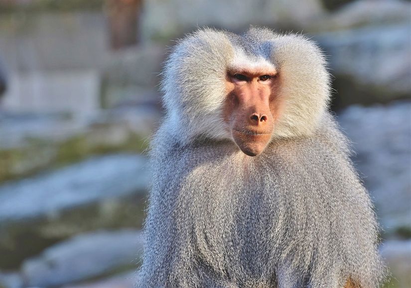 Doğaya bakacak olursanız erkeklerin büyük vücut, canlı renkler, uzun boynuzlar veya sivri köpek dişleri gibi özelliklere yatırım yaparken üreme özelliklerine yatırım yapacak gelişimi gösteremediklerine dair örnekleri bulabilirsiniz. Örneğin, gösterişli ve büyük bir burna sahip arap babunlarının daha küçük testisleri vardır.