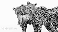 Wildlife of the Year Award 2025 – the best pictures so far