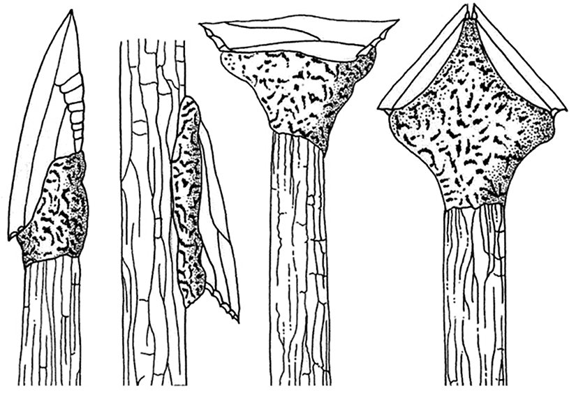 Görsel 1. Howiesons Poort'tan çıkarılan eserlerdeki çeşitli sap düzenlemeleri. Soldan sağa: uç veya kesici çengel olarak çaprazlama saplı, enine ve sırt sırta sap takma.  Çizimler: Nuzhnyj ve ardından L. Davis 2000.