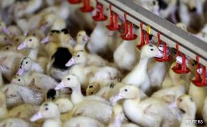 California Sees First H5N9 Bird Flu Outbreak