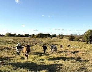 Trump’s Argentina Beef Move Sparks Outrage In Farm States