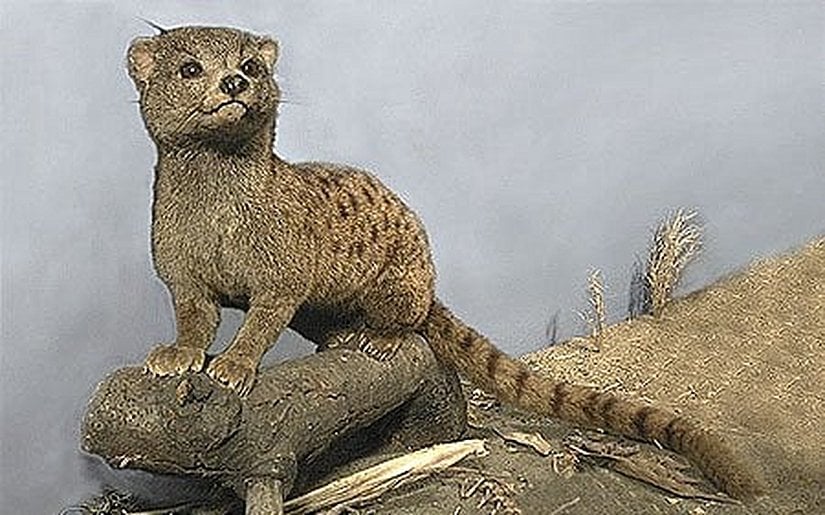 Nandiniidae üyesi bir tür