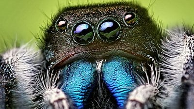 Böcekler ve Örümcekler Arasındaki Farklar Nelerdir?