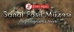 Rhyniognatha hirsti (Bilinen En Eski Böcek)