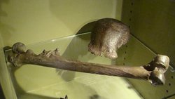 Eugene Dubois Yöntemi: Paleoantropolojide Kayıp Halkalar ve Evrimsel Ara Tür Fosilleri Nasıl Bulunur?