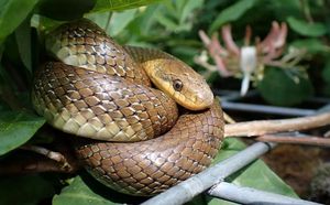 Europe's Largest Snakes Found Living Among Us