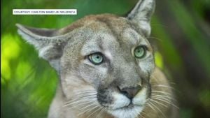 Florida Panthers Face Stark Mortality Rise Amid Urban Expansion