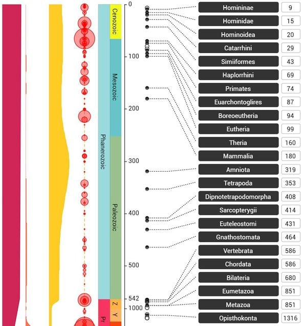 Homo sapiens türünün evrimsel zaman çizelgesi.