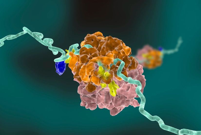 Ribozomların muhtemelen bir mRNA'yı okuma süreci.